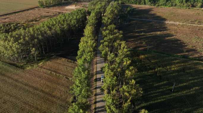 两边是白桦树的乡村道路航拍