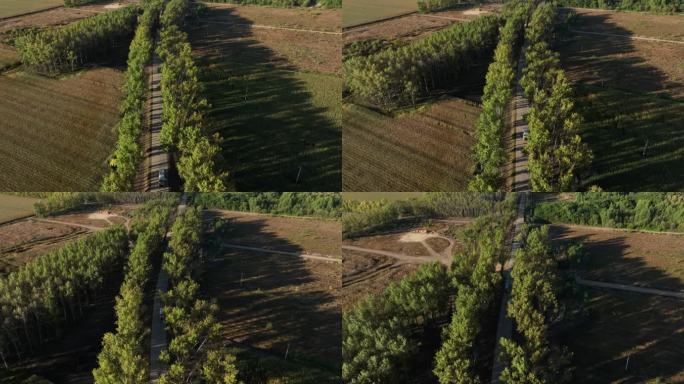 两边是白桦树的乡村道路航拍