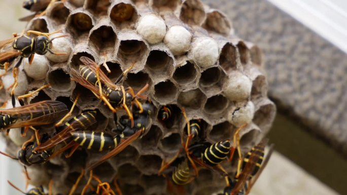 野生黄蜂家族。动物世界中复杂的社会行为。昆虫的生存。自组织。社会主义，民主，极权主义的概念