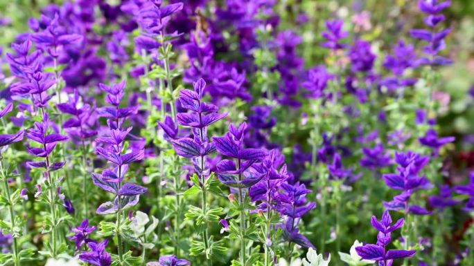 紫色的一年生草或紫色顶部的鼠尾草-蓝须。