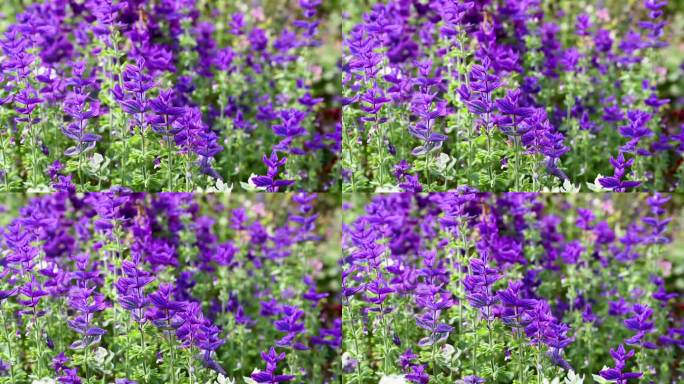 紫色的一年生草或紫色顶部的鼠尾草-蓝须。