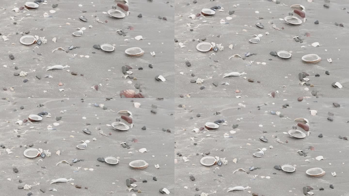 散落在爱沙尼亚沙滩上的贝壳