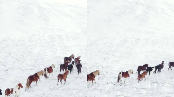 竖屏:冬季田野里奔跑的马。冰岛的纯净自然。雪覆盖草原上的乡村动物。冻结的北方景观鸟瞰图4k。为社交媒