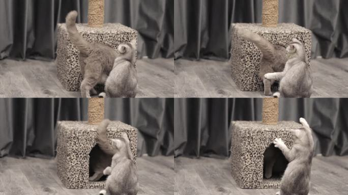 两只可爱的灰猫在玩耍