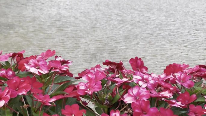 前景是粉红色的花朵，背景是轻轻荡漾的池塘——这是一个令人惊叹和宁静的场景，非常适合放松和冥想。屏幕顶