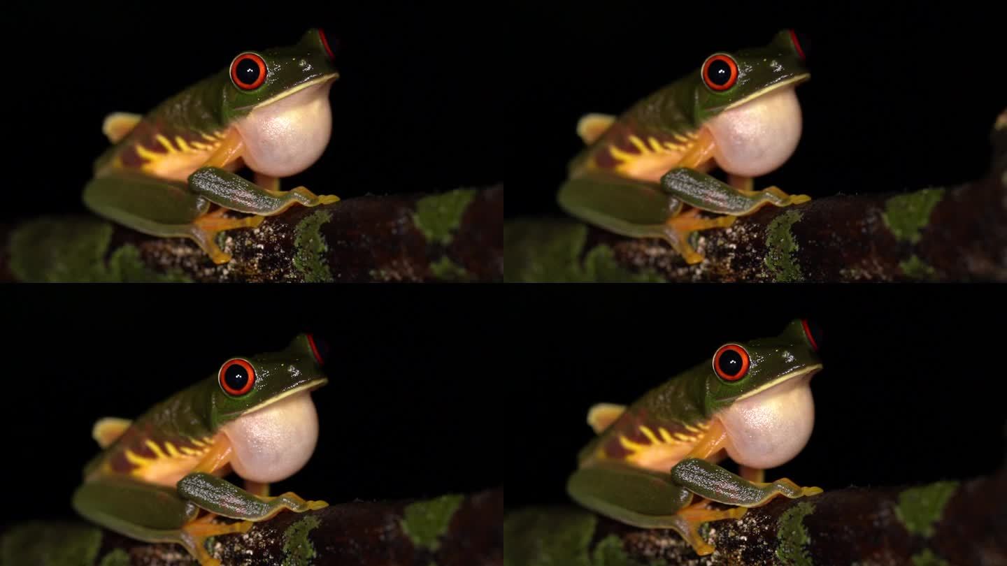 尤卡坦半岛红眼树蛙