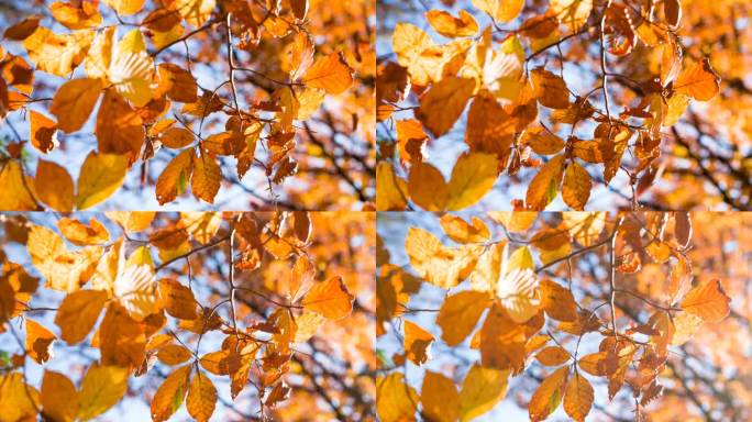 五颜六色的秋叶从树上落下