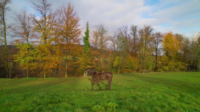航拍:漂亮的种马站在绿色的草地上，四周是秋天的色彩斑斓的树木