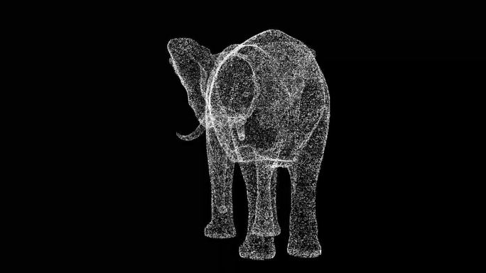 3D大象旋转黑色bg。无缝循环动画的动物，自然和教育背景。用于标题，文本，演示。商业广告背景。3D动