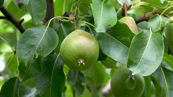 树枝上的梨子。绿梨长在花园里的树上。