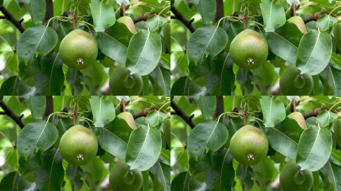 树枝上的梨子。绿梨长在花园里的树上。