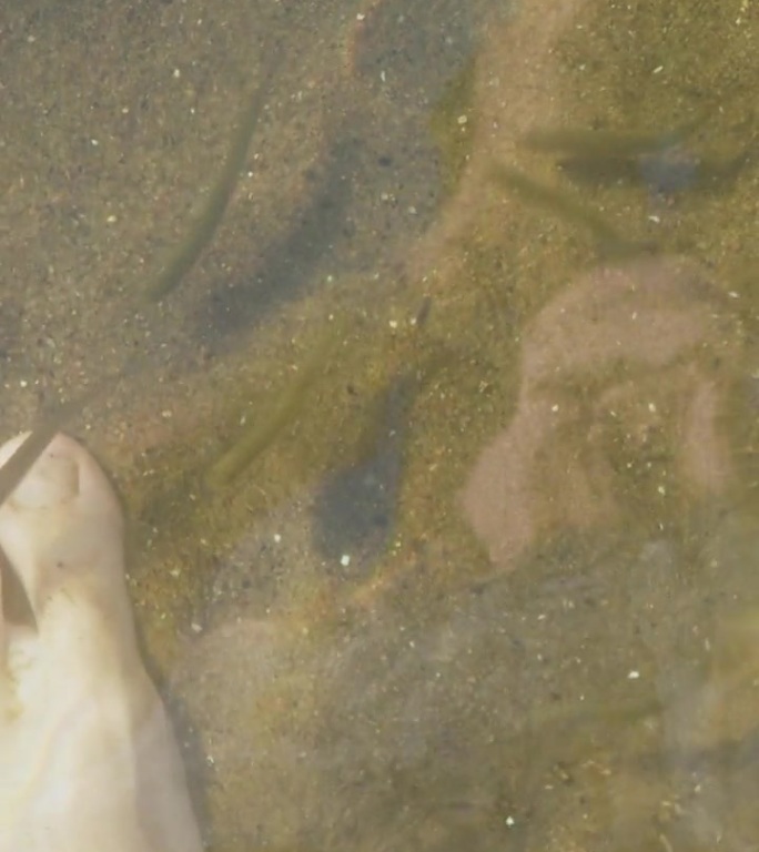 小鱼在河里做足部按摩、水疗。水清底沙。垂直视频。