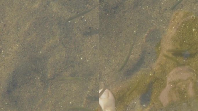 小鱼在河里做足部按摩、水疗。水清底沙。垂直视频。