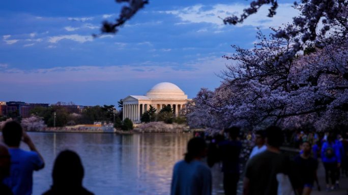 杰斐逊纪念堂，华盛顿特区:樱花