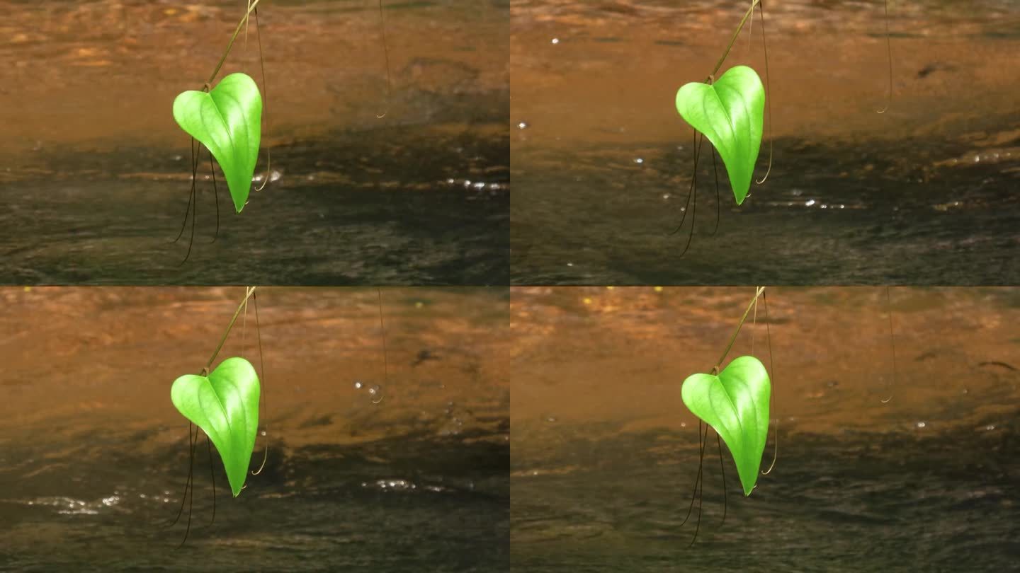 宁静的溪水上，一片心形的叶子。