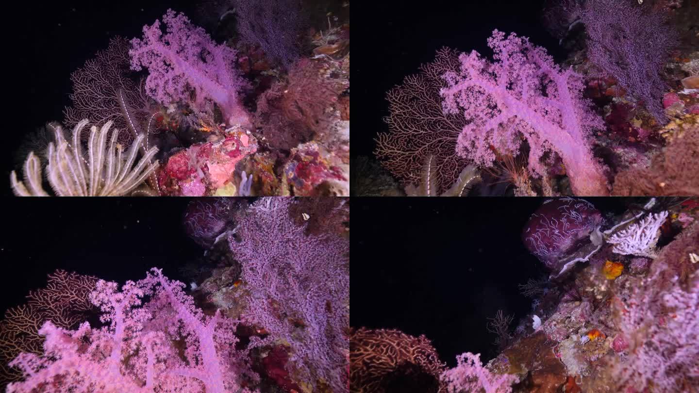 珊瑚礁海底世界。夜晚的一片珊瑚。