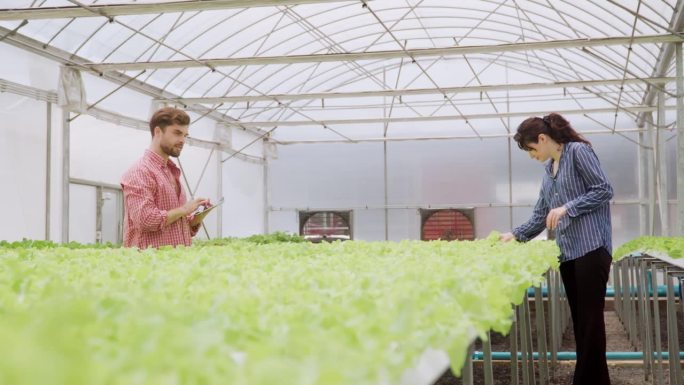 两对农民夫妇在温室里的水培农场检查沙拉蔬菜的质量控制