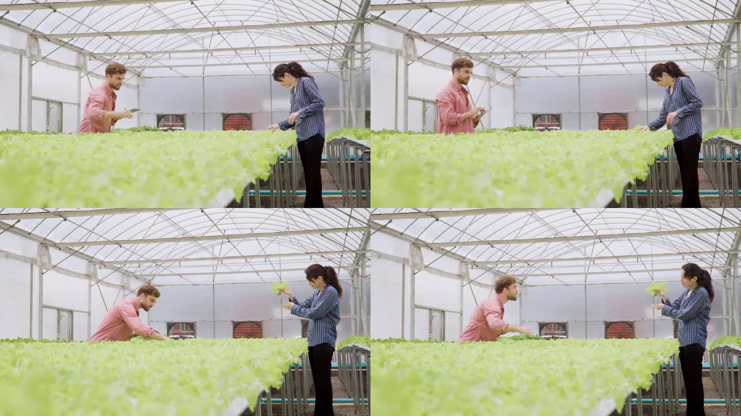 两对农民夫妇在温室里的水培农场检查沙拉蔬菜的质量控制