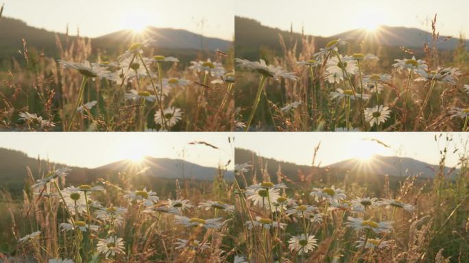 许多雏菊在夕阳下高高的草丛中。山区长满药用植物，有美丽的洋甘菊野花。温暖的夏日阳光灿烂的夜晚在山上