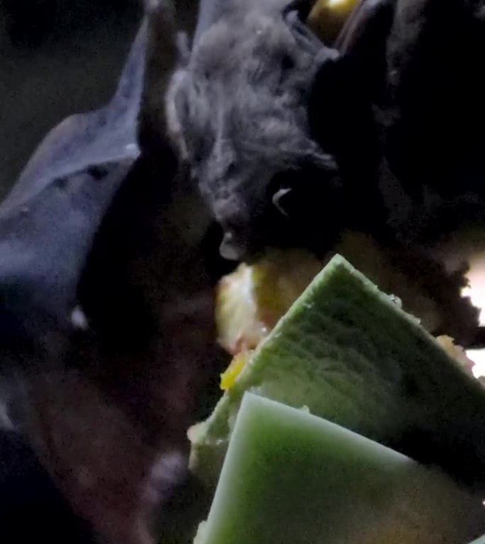 蝙蝠吃倒挂着的水果一只大蝙蝠飞起来找不到地方抓住就飞走了万圣节恐惧背景动物乐趣野生世界生活加拿大温哥