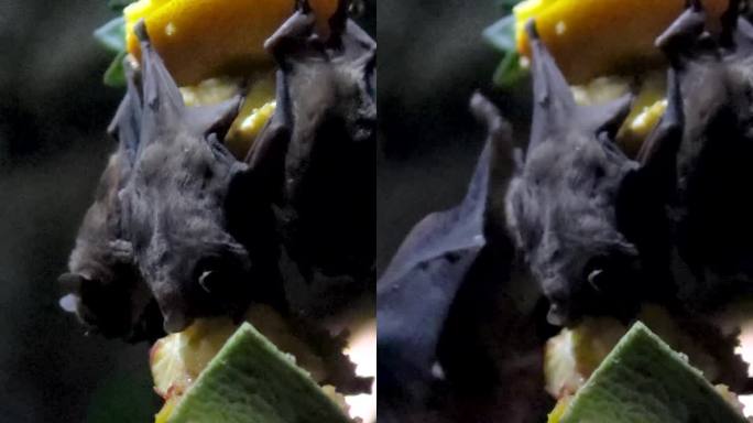蝙蝠吃倒挂着的水果一只大蝙蝠飞起来找不到地方抓住就飞走了万圣节恐惧背景动物乐趣野生世界生活加拿大温哥
