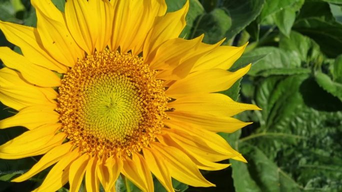 大的黄色盛开的向日葵与小苍蝇和虫子的特写