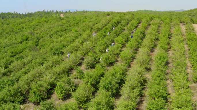 茶油种植基地航拍