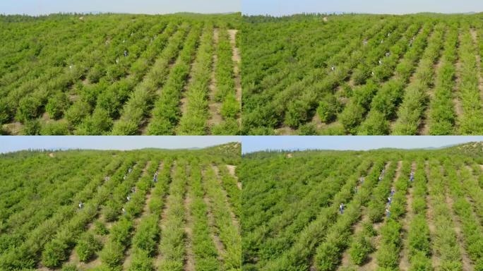 茶油种植基地航拍