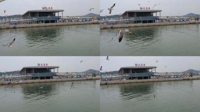 大海蓝天海鸥飞翔实拍