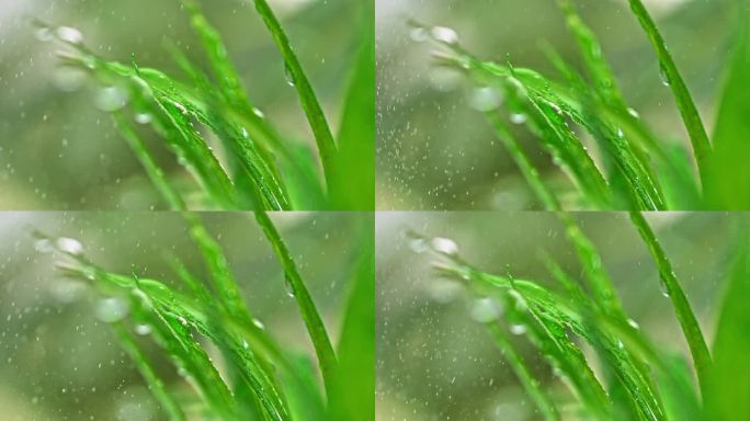 雨落在草叶上浇灌灌溉小草