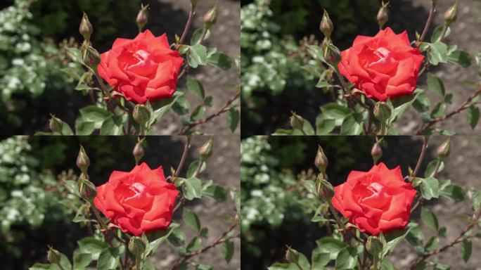 小的闭合的玫瑰花蕾在一个模糊的粉红色玫瑰花的背景。