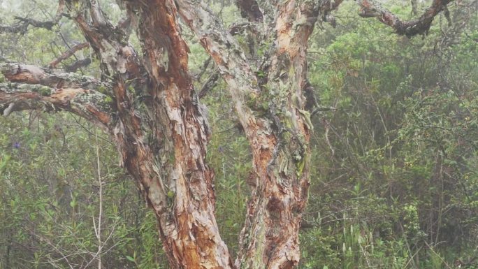 长在厄瓜多尔Cajas国家公园的高海拔森林中，也被称为纸树，因为它们的树皮薄，是安第斯山脉中高海拔地
