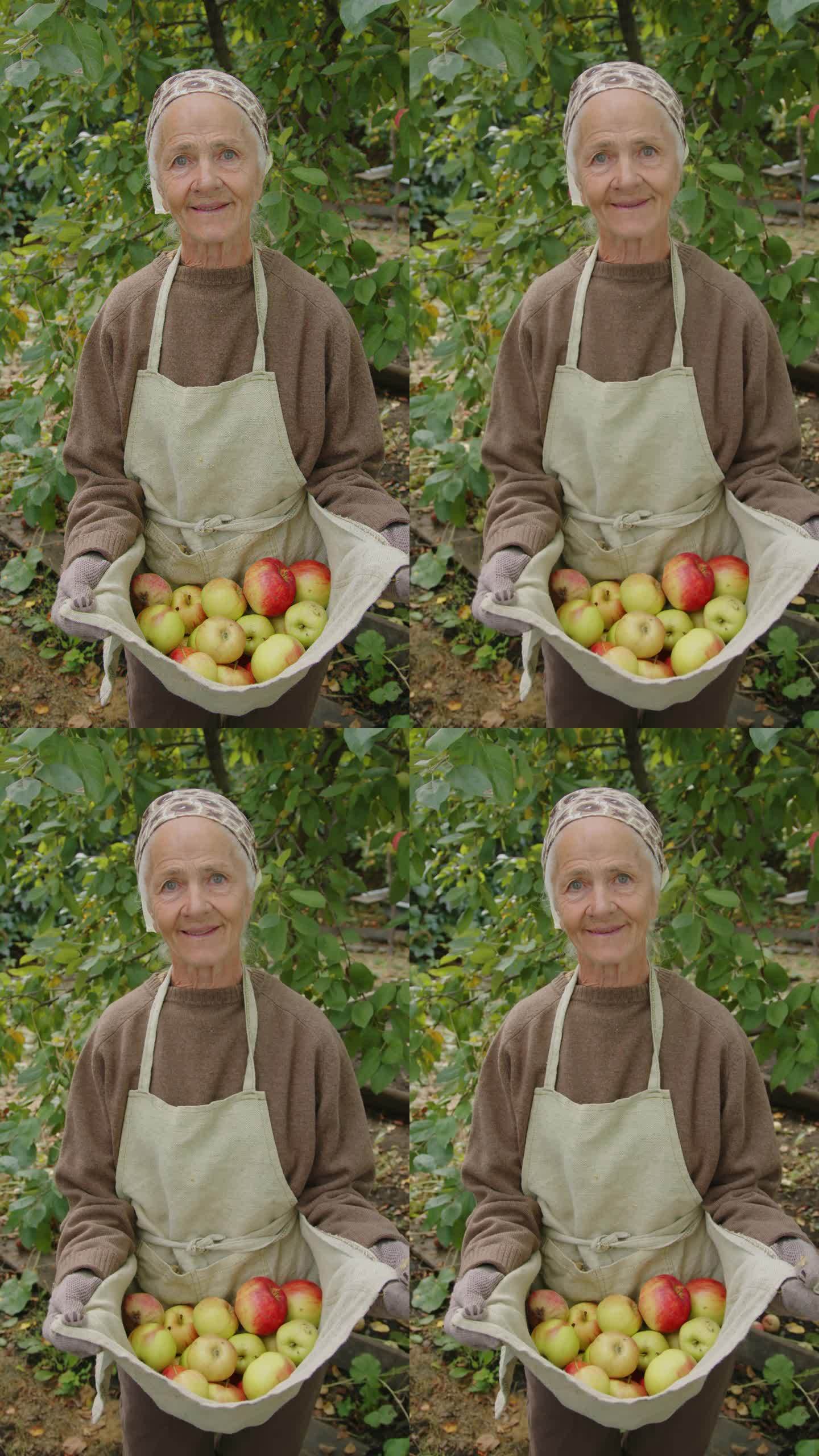 拿着熟苹果的奶奶肖像