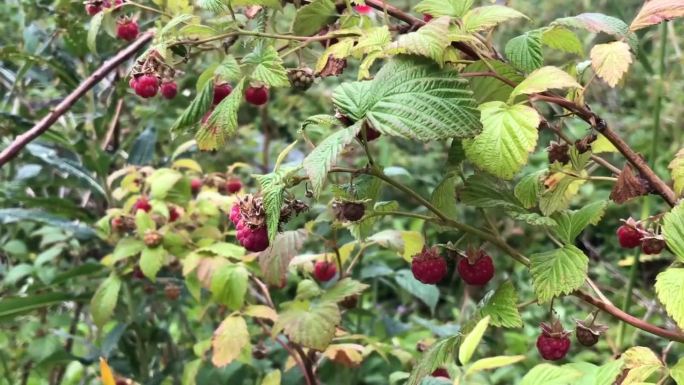 成熟的树莓挂在树枝上，一丛丛的树莓丛