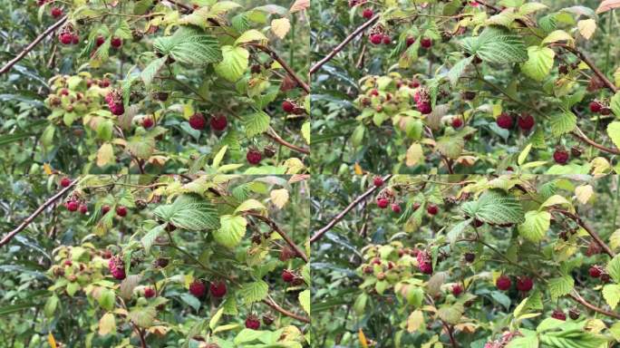 成熟的树莓挂在树枝上，一丛丛的树莓丛