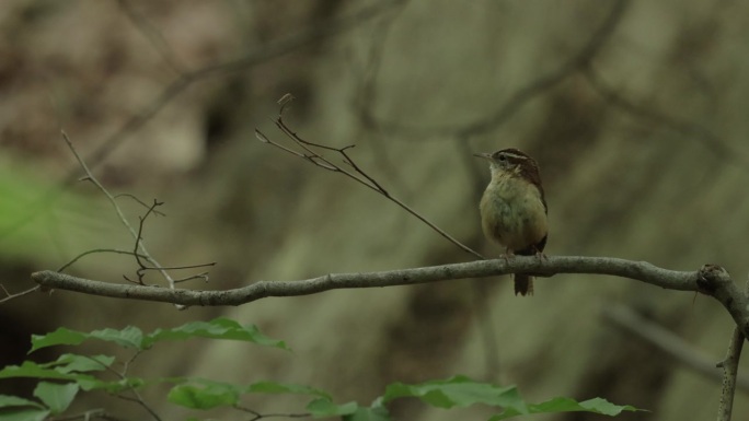 Carolina Wren，华盛顿特区