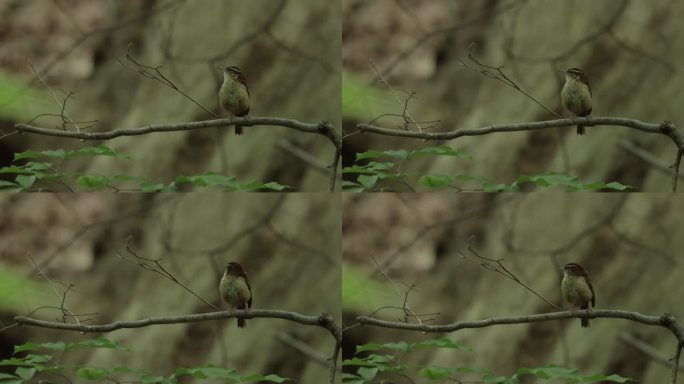 Carolina Wren，华盛顿特区