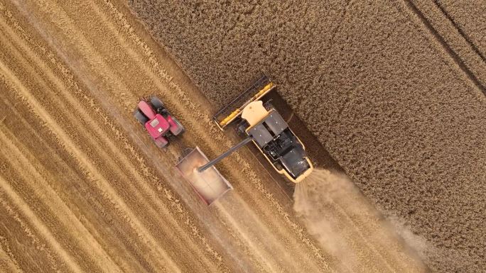 联合收割机将小麦卸到拖拉机拖车上的航拍照片。农田农业机械