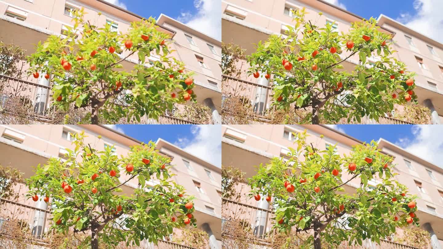 在意大利，一棵结满果实的橘子树矗立在一座有百叶窗和阳台的宫殿前