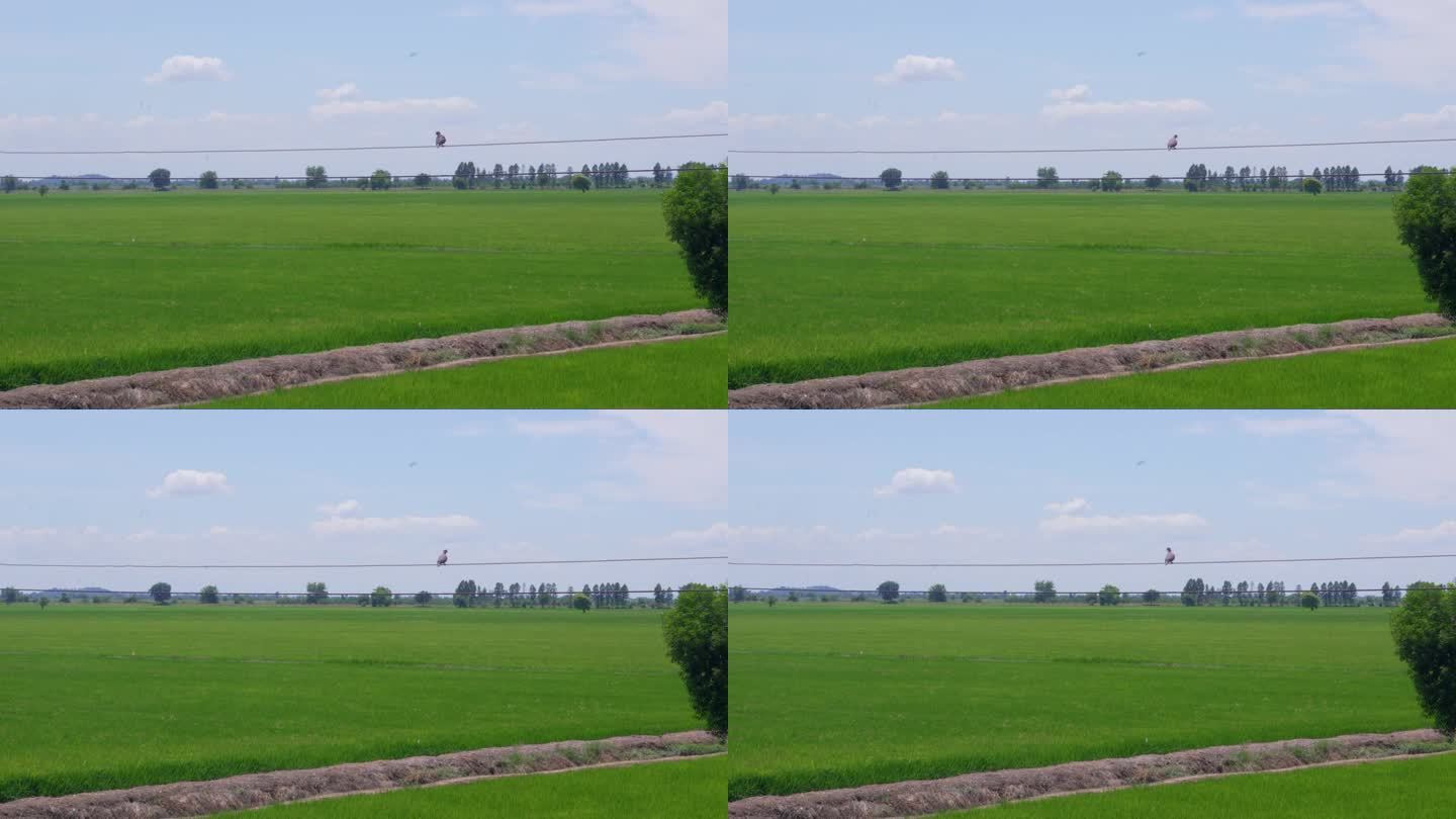 美丽的农场三农业农田园耕地种植大米水稻丰