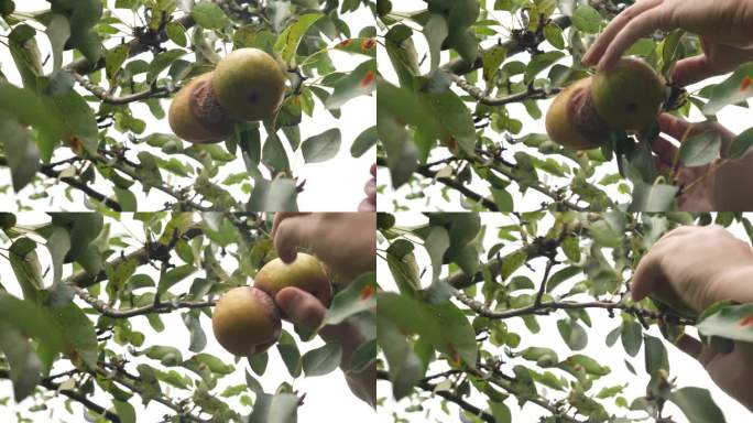 园丁在检查树上的烂梨。梨树减产。