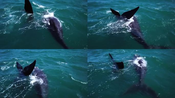 南露脊鲸在南非赫曼努斯海岸的航拍画面