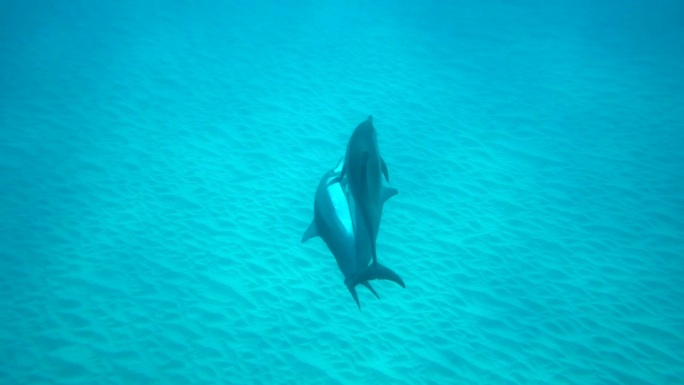 在夏威夷凯卢阿科纳的浅水沙质水域中，旋转海豚交配的慢动作水下镜头。
