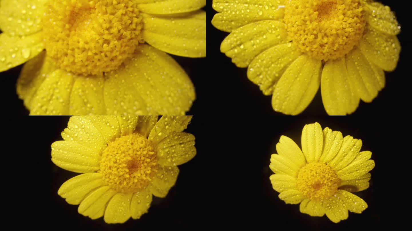 当相机缓慢向上移动时，一朵黄色的水仙花被水滴包围，在黑色背景上旋转。