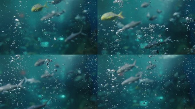 海洋中水下的气泡水底群鱼鱼群游鱼小鱼