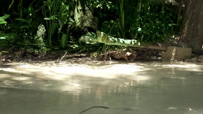 瀑布自然景树河森林海氧吧瀑布溪流水