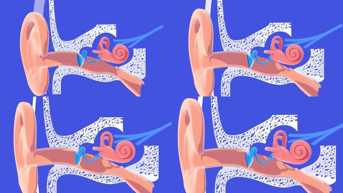 三维动画解剖的内耳与平面颜色，切出对一个蓝色的背景。
