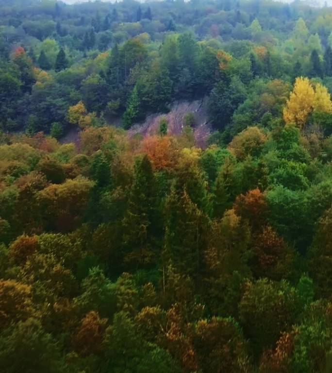 垂直忧郁的无人机航拍的秋天雾蒙蒙的森林在晨雾与五颜六色的树木