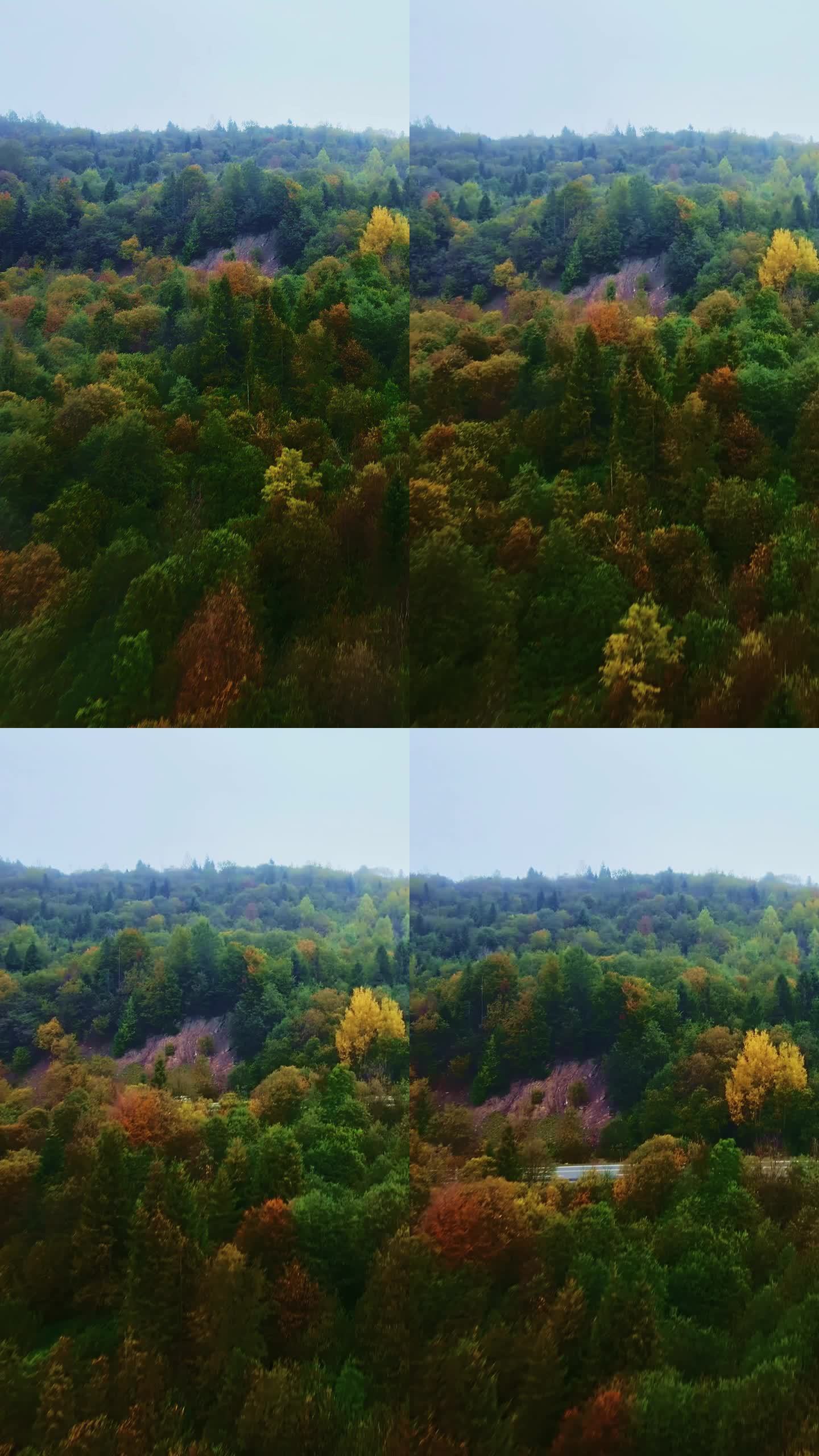垂直忧郁的无人机航拍的秋天雾蒙蒙的森林在晨雾与五颜六色的树木