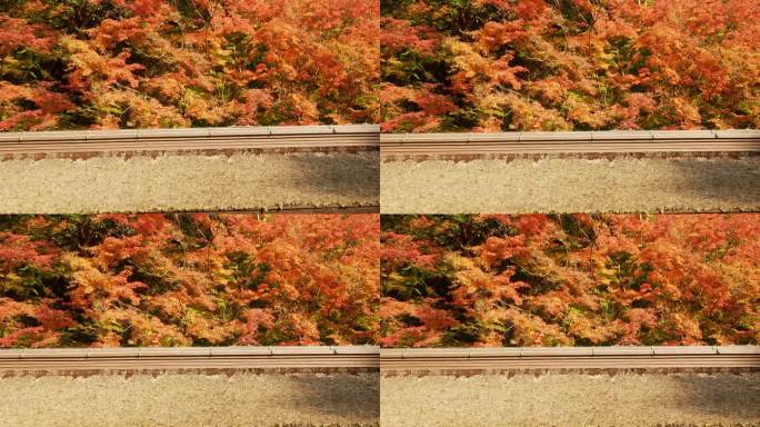 日本传统的神社屋顶，鲜艳的全彩色红橙色枫叶在日本秋天的树枝上微微移动